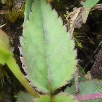 Torenia cyanea Alston